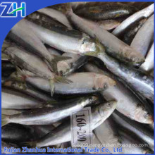 fishing nets pacific sardines bait on sale